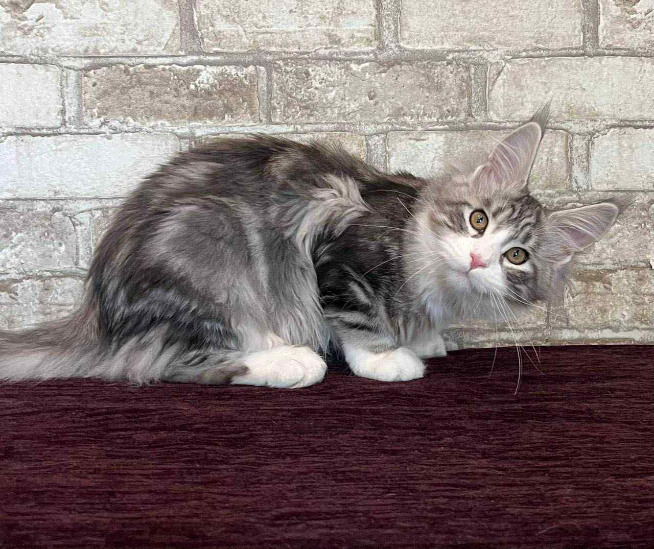 Marfa-Female - Image 3