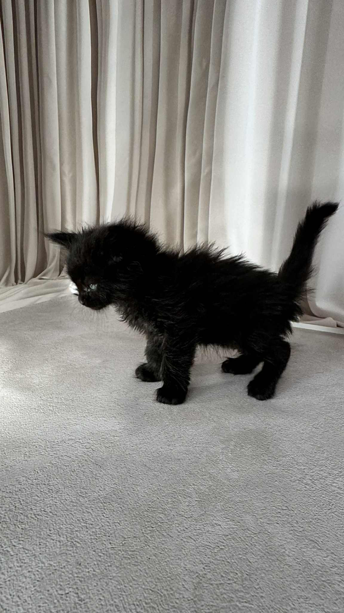 Gordon-Male - Image 10