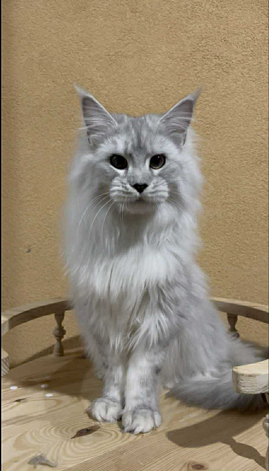 Uspih-Male - Image 2