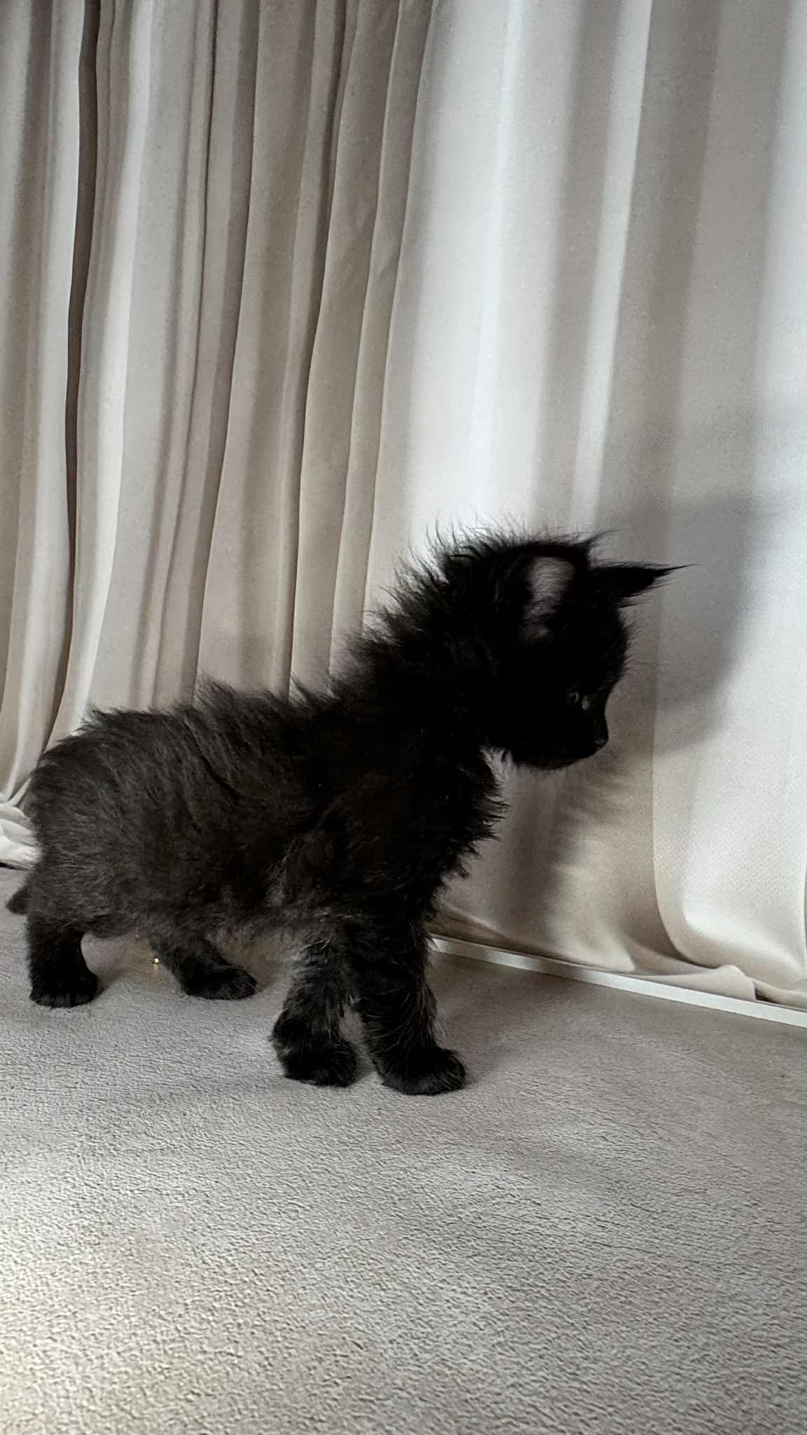 Gordon-Male - Image 6