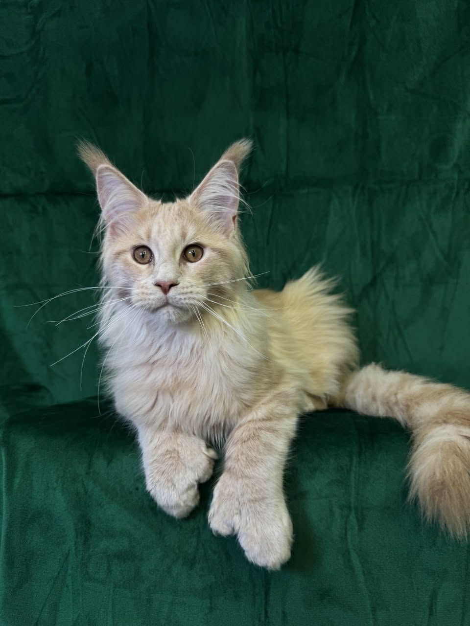 Orpheus-Male - Image 3