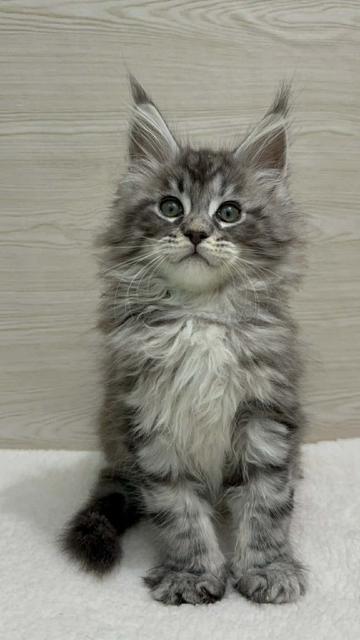 Orion- Male - Image 2