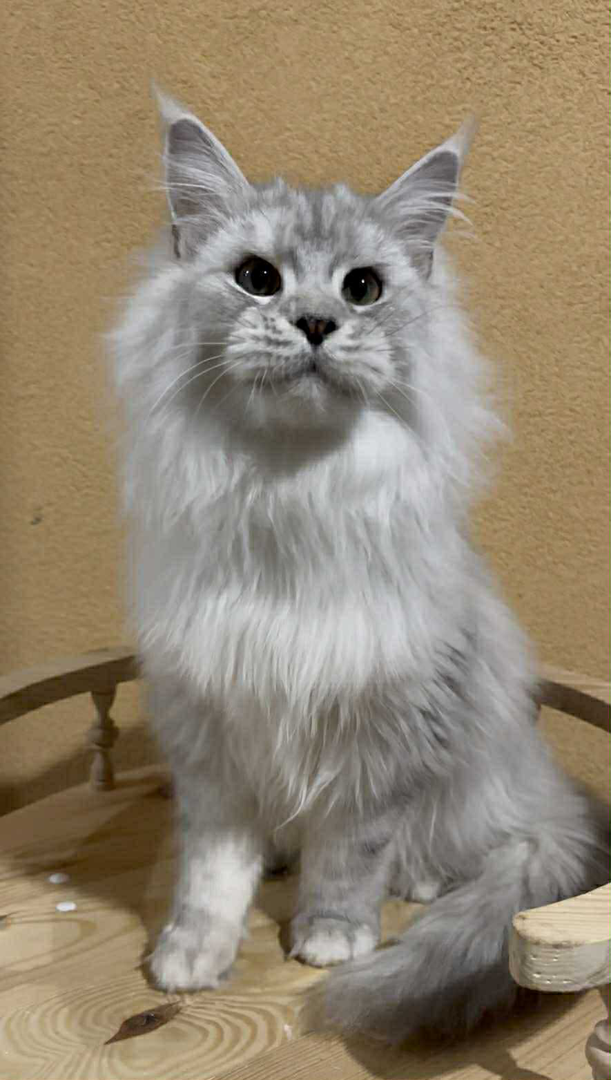 Uspih-Male - Image 8