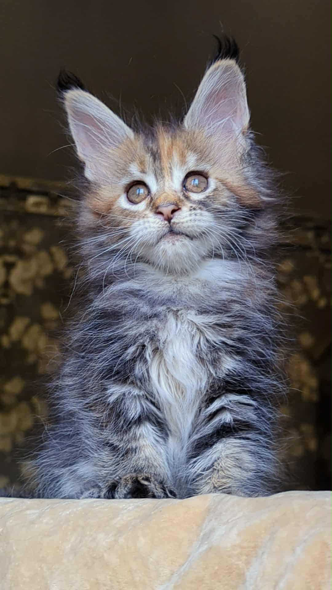 Red Fox-Female - Image 8