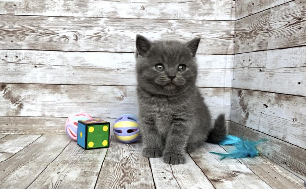 Poseydon-Male - Image 6