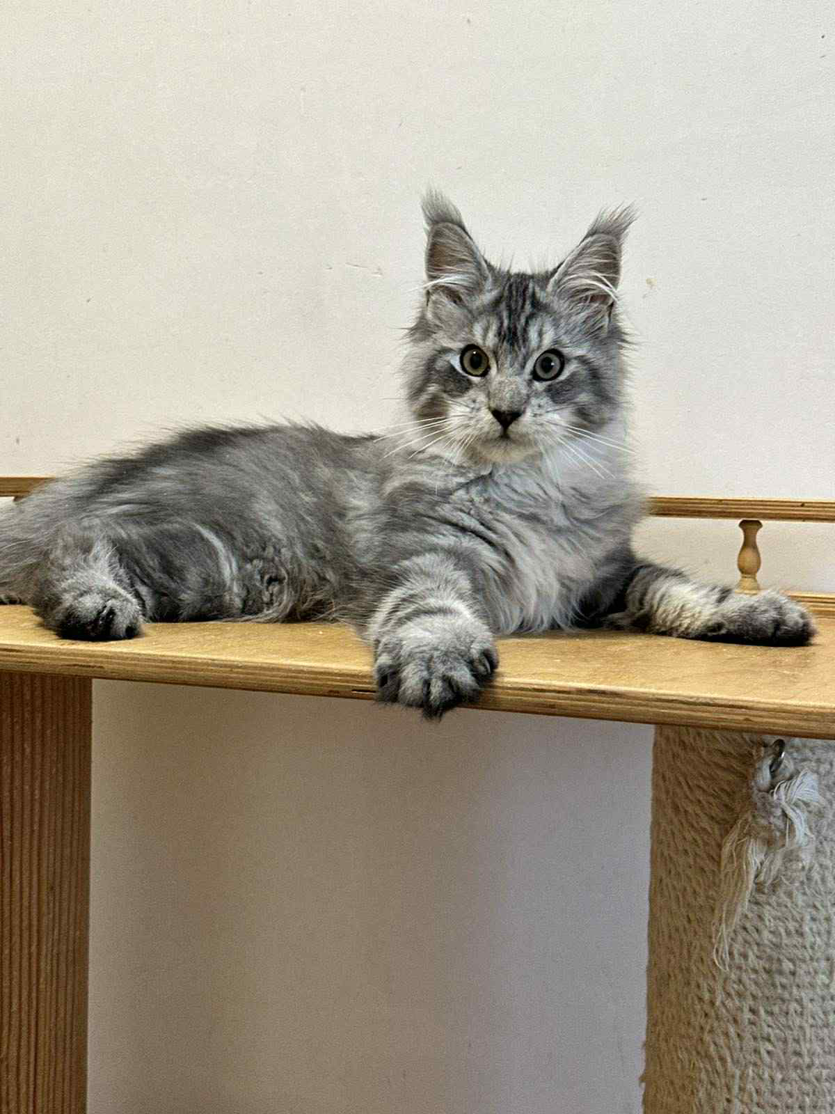 Monya-Male - Image 3