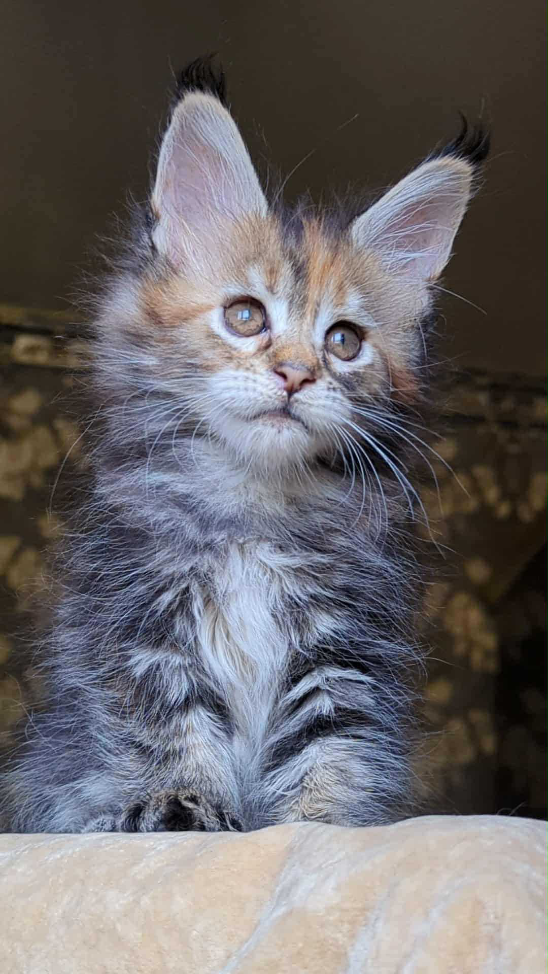 Red Fox-Female - Image 6