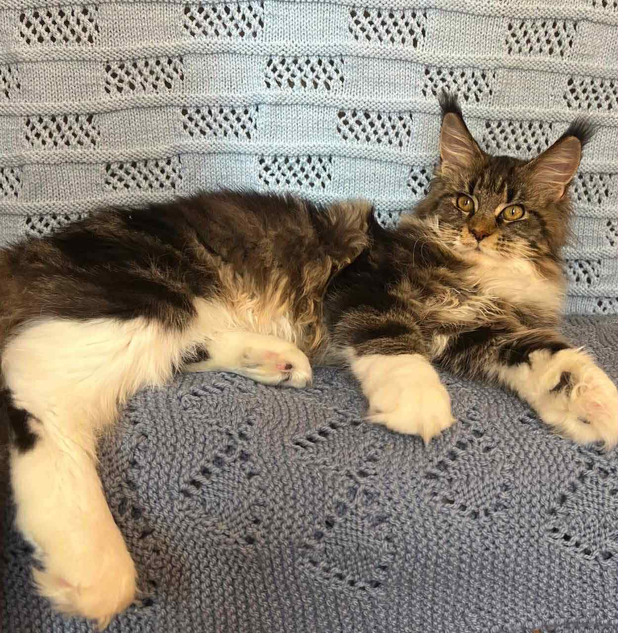 Monika-Female - Image 3