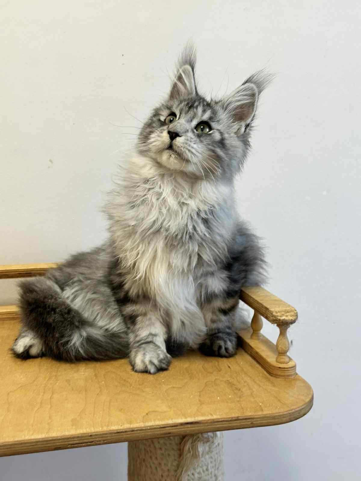 Markus-Male - Image 7