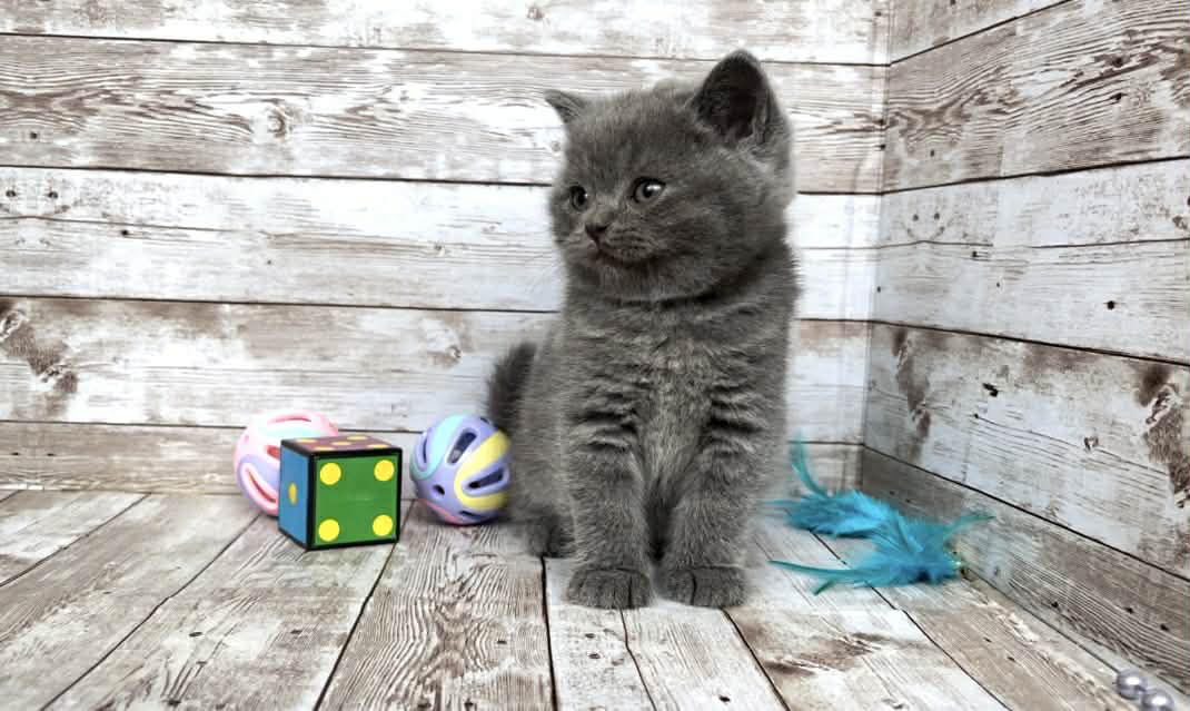 Poseydon-Male - Image 2