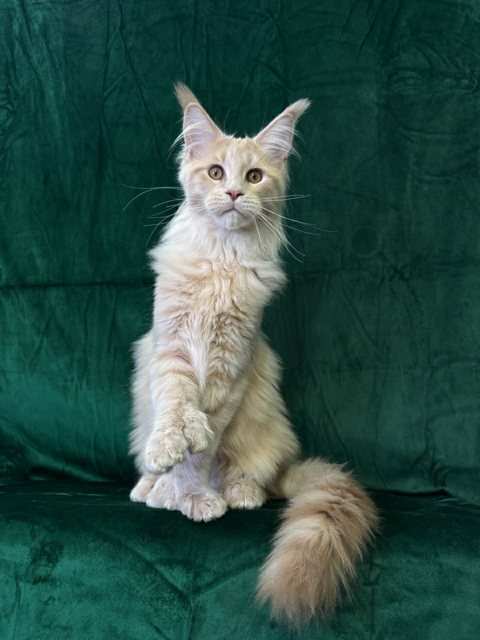 Orpheus-Male - Image 5