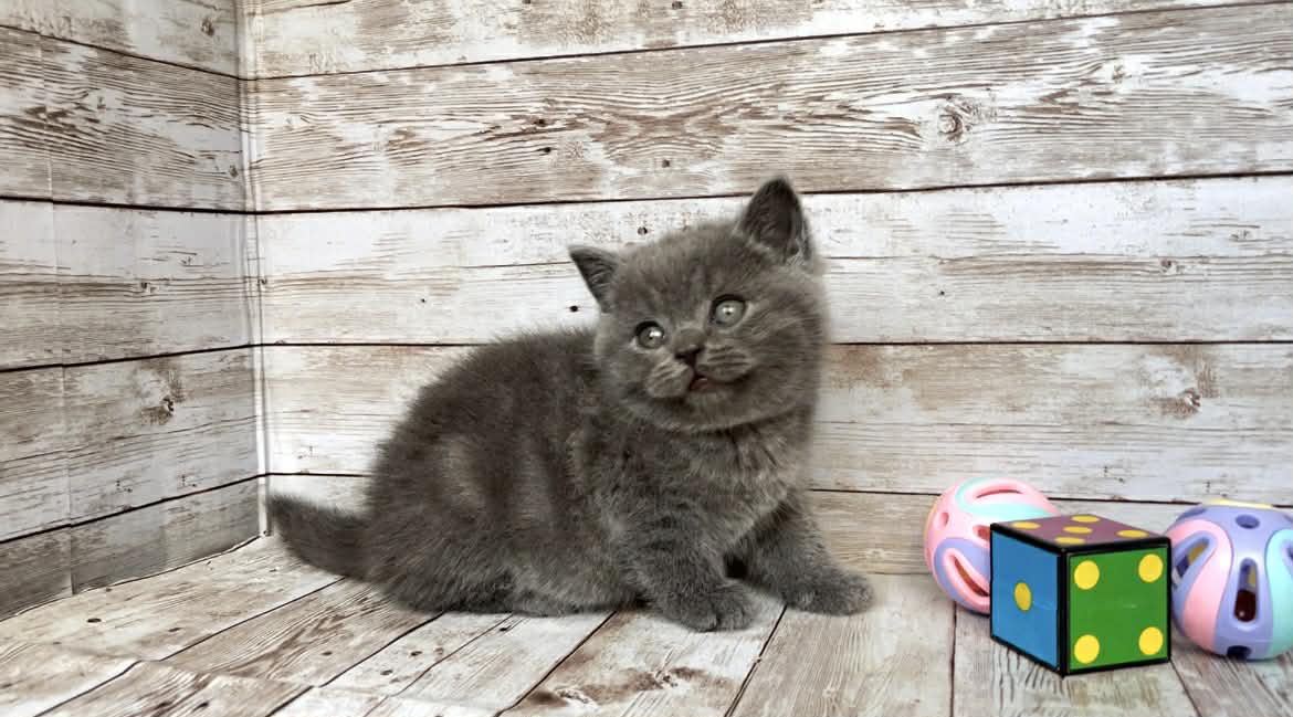 Poseydon-Male - Image 7