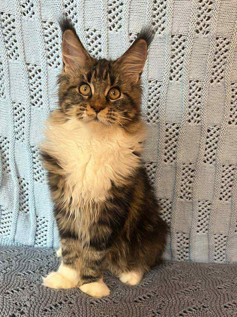 Monika-Female - Image 5