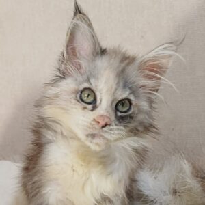 Jasmine-Female