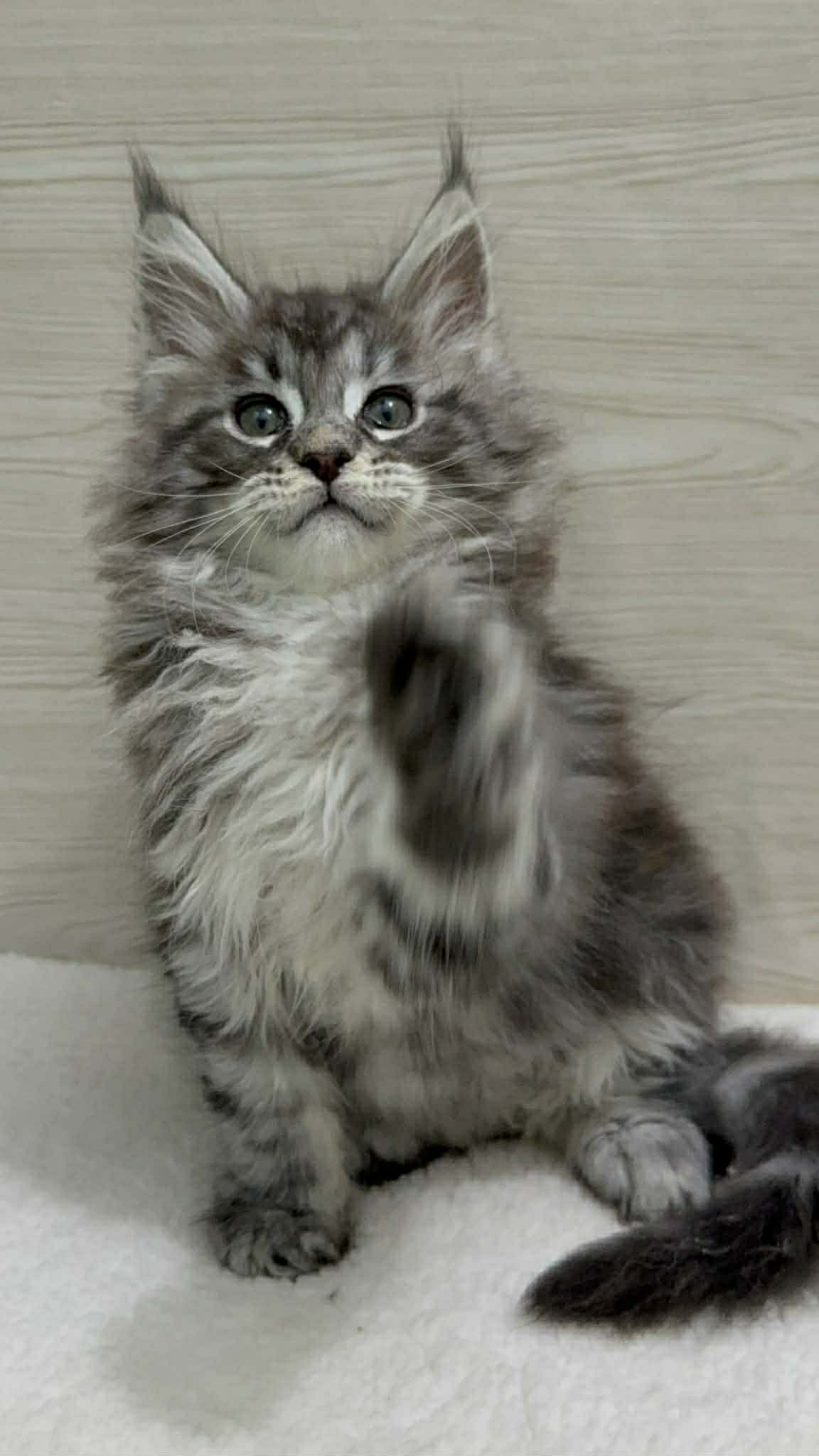 Orion- Male - Image 6