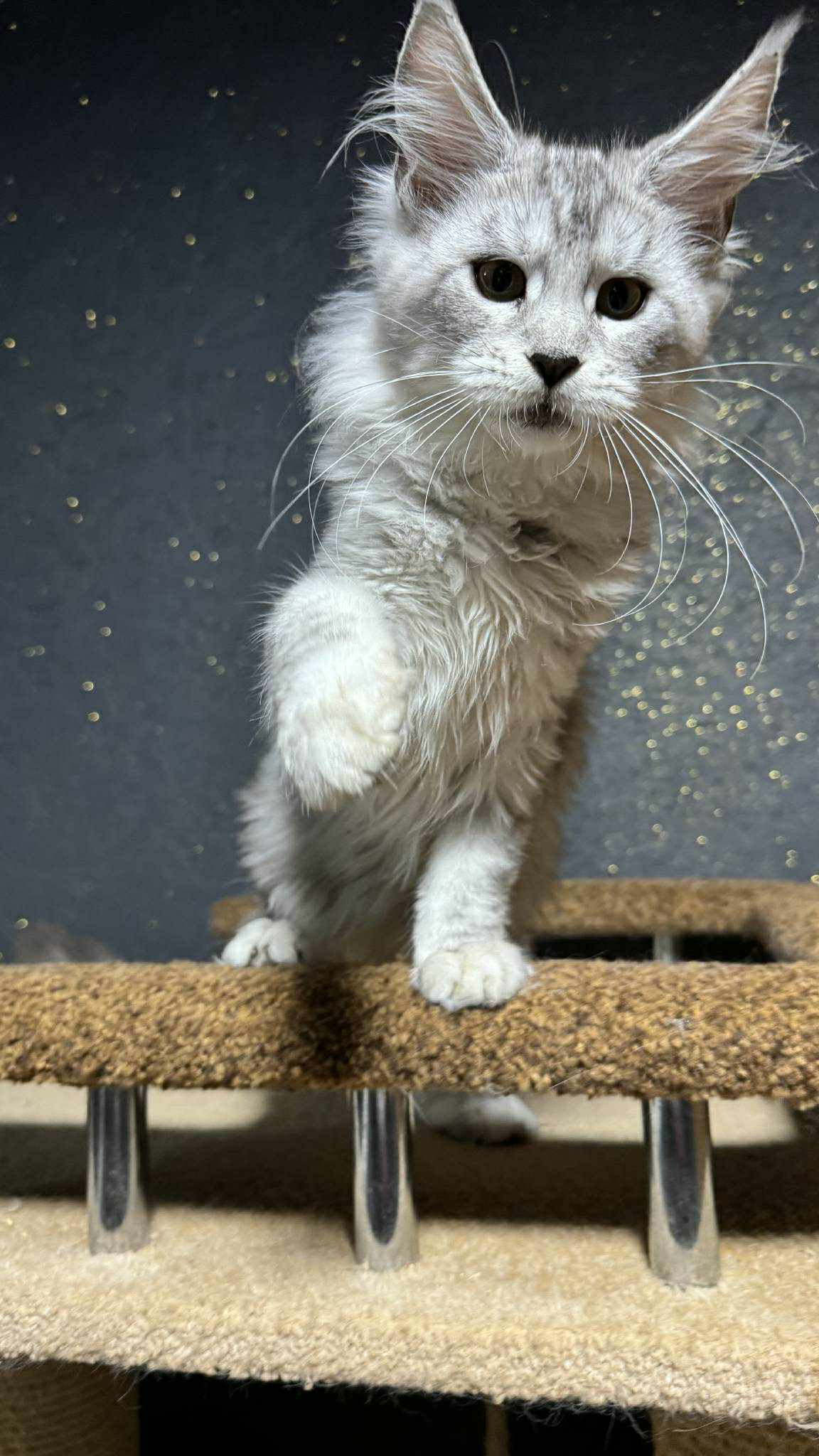 Nimfa-Female - Image 6