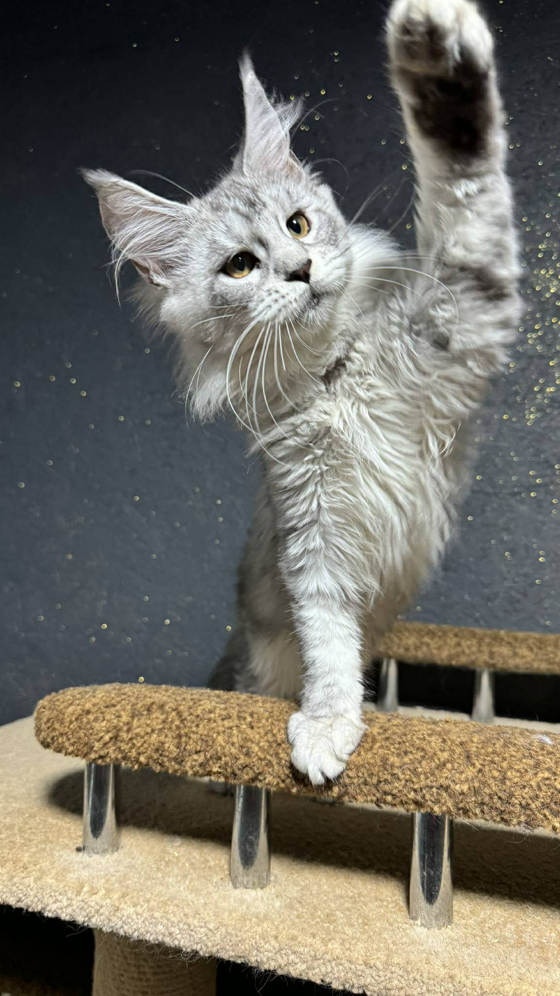 Nimfa-Female - Image 9