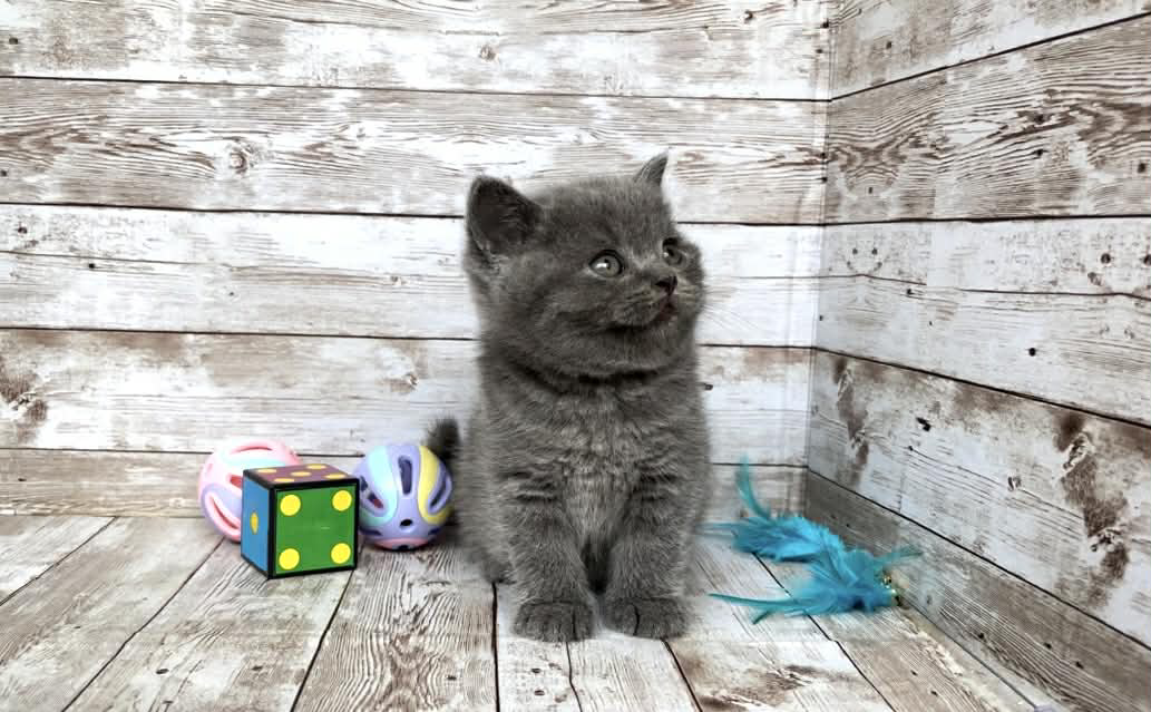 Poseydon-Male - Image 9