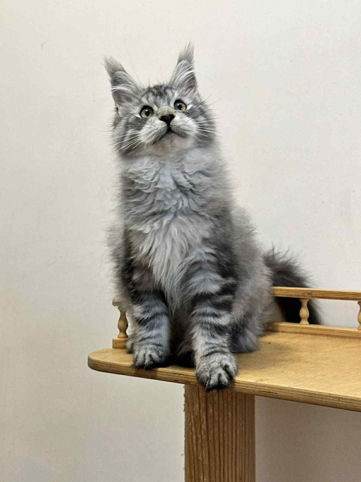 Monya-Female - Image 7