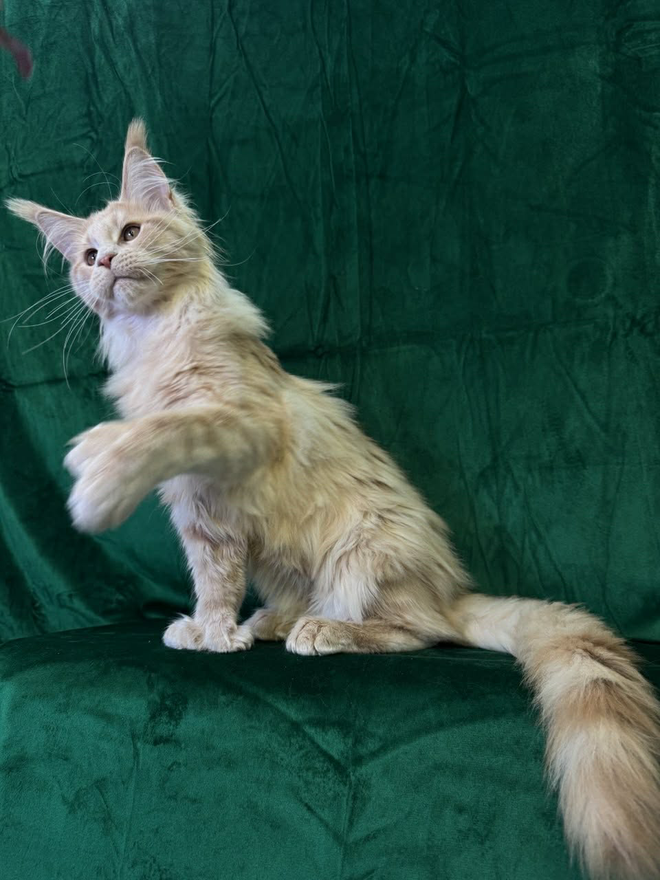 Orpheus-Male - Image 4