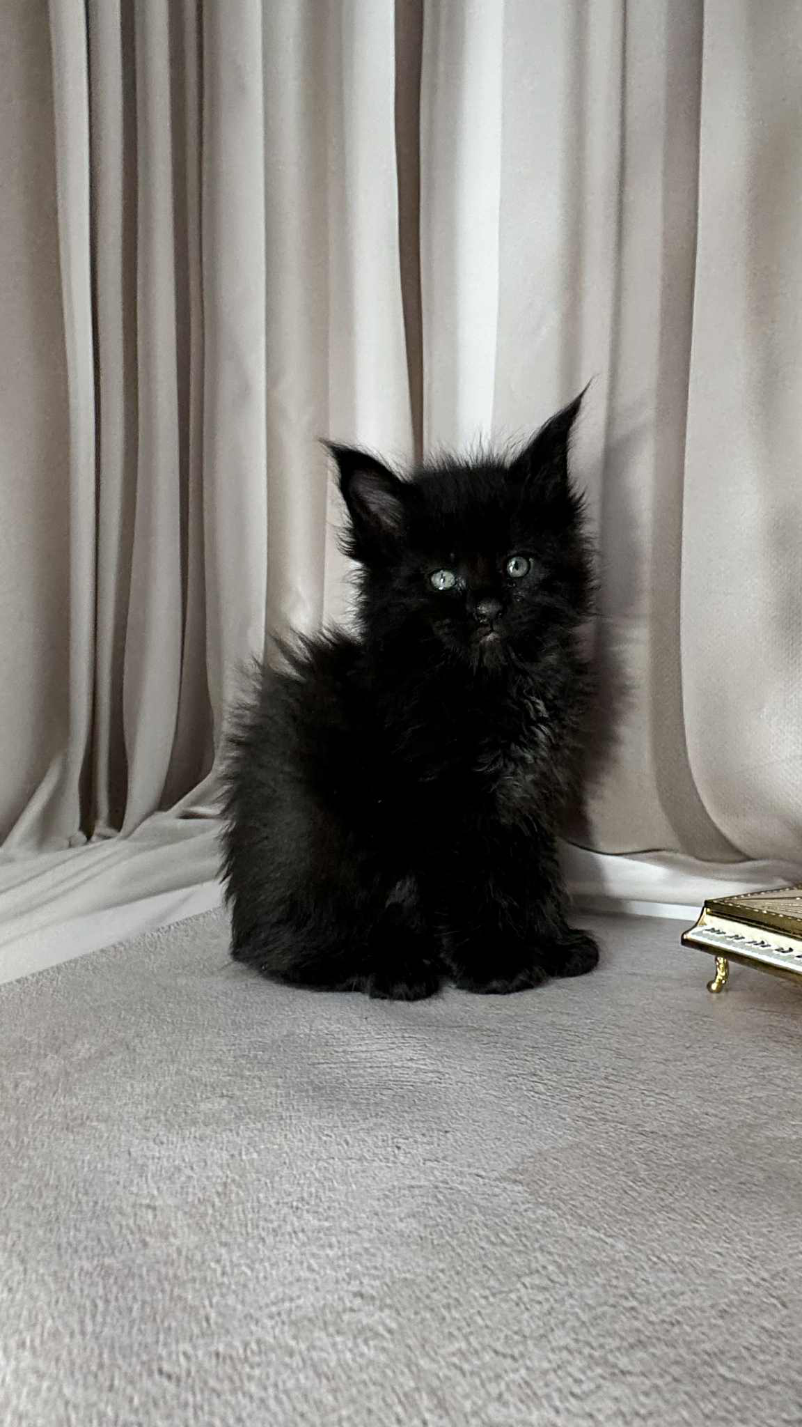 Gordon-Male - Image 5