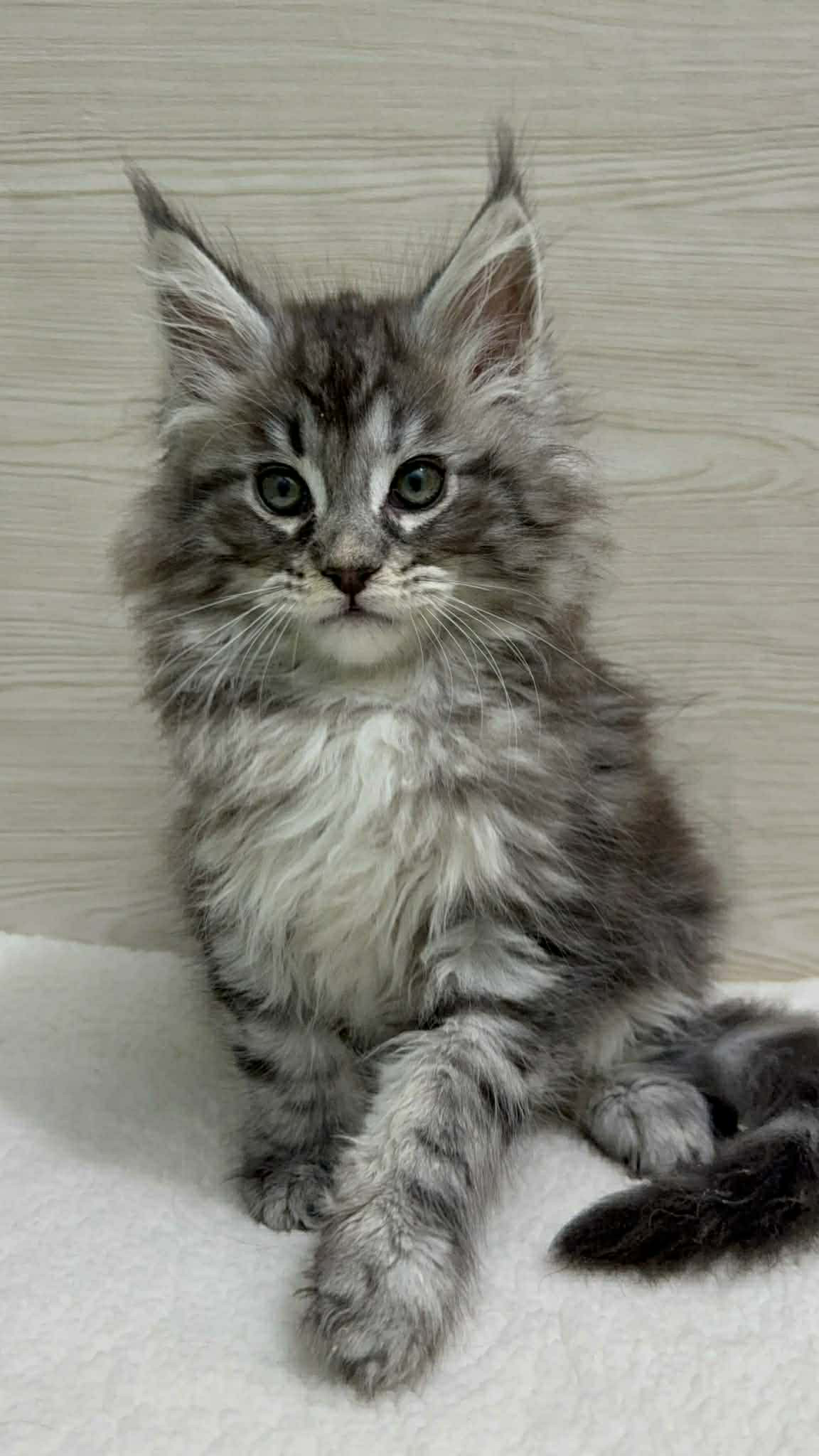 Orion- Male - Image 3