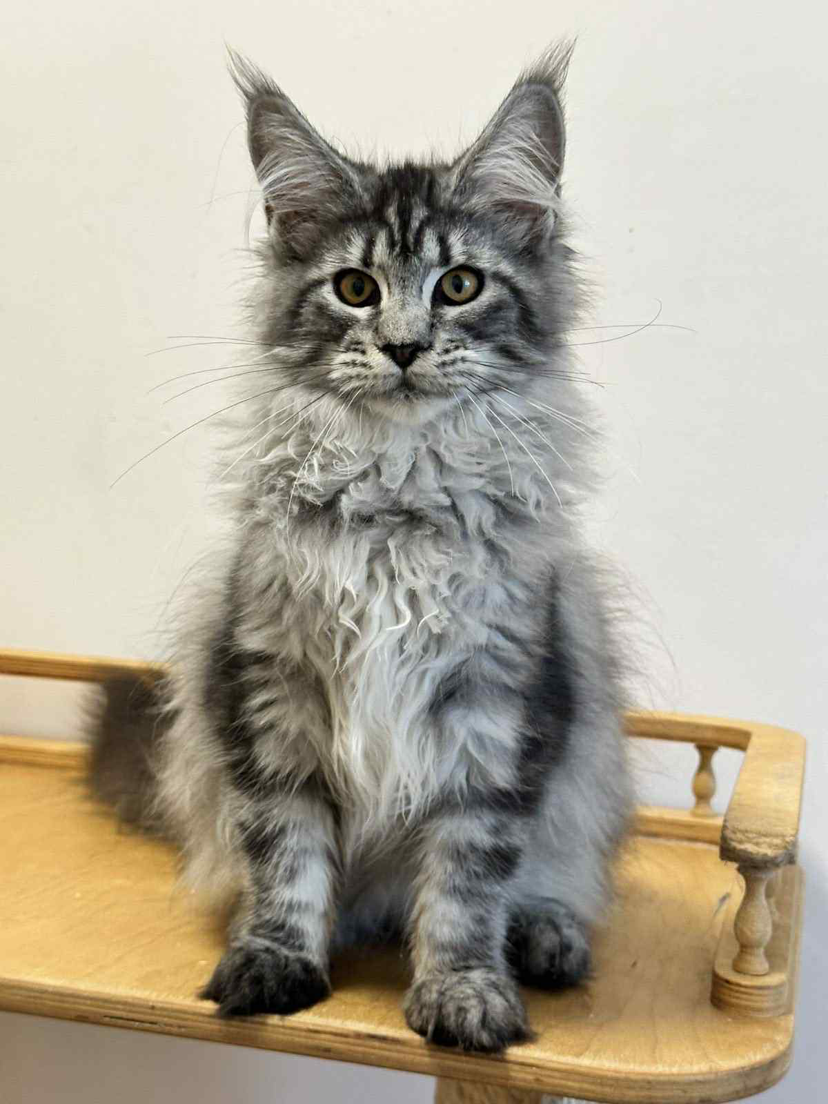 Mila-Female - Image 4