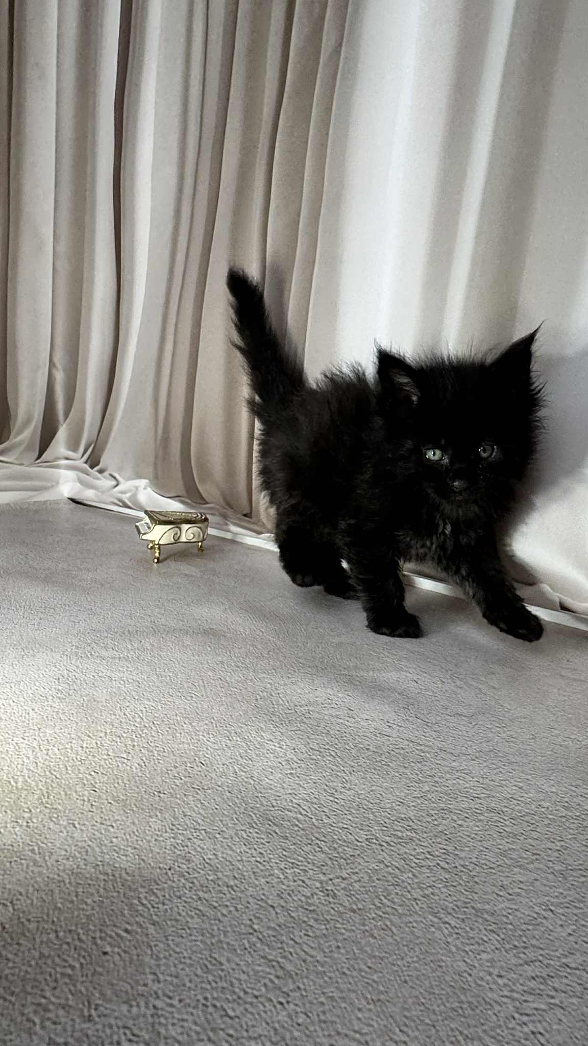 Gordon-Male - Image 4