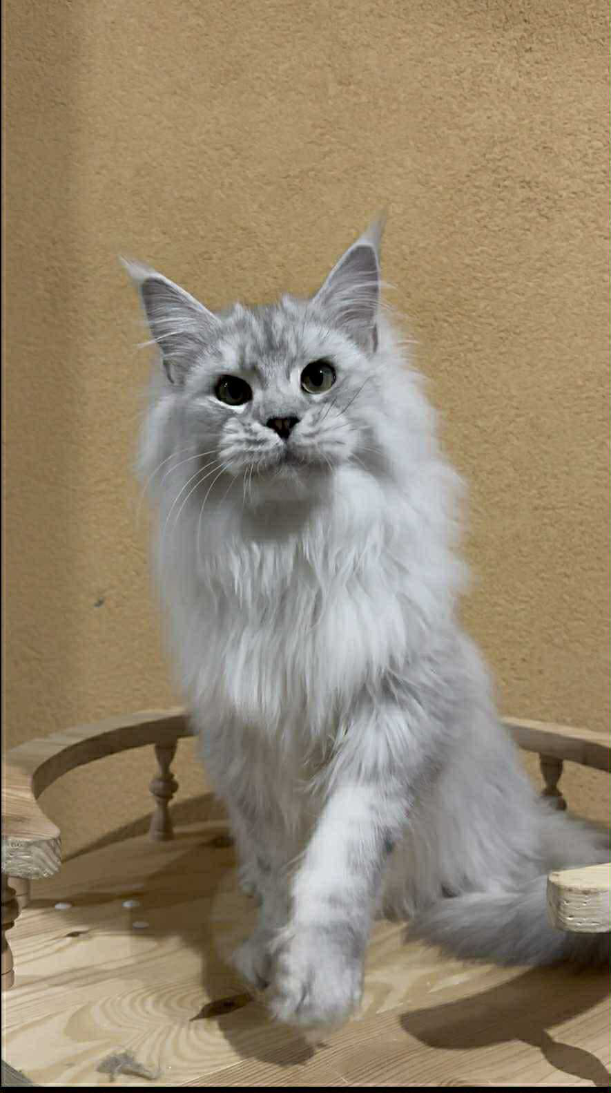 Uspih-Male - Image 6