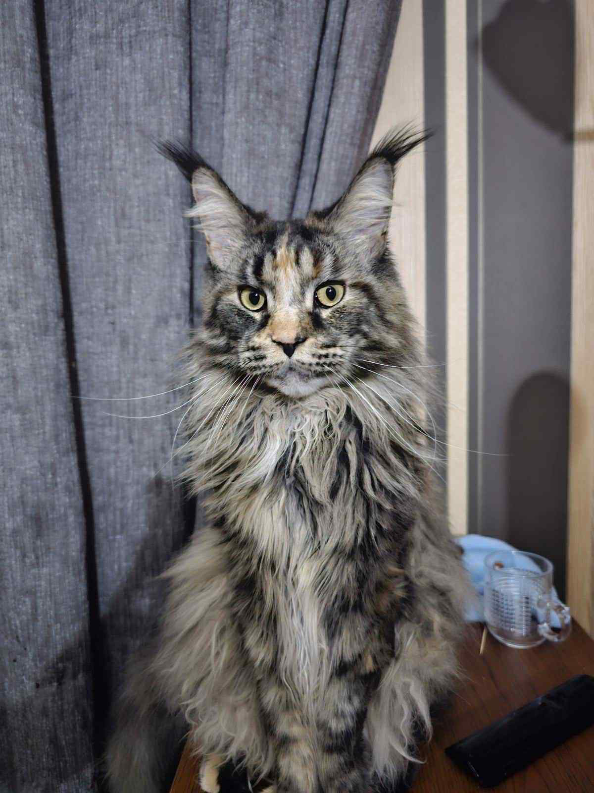 Marfa-Female - Image 7