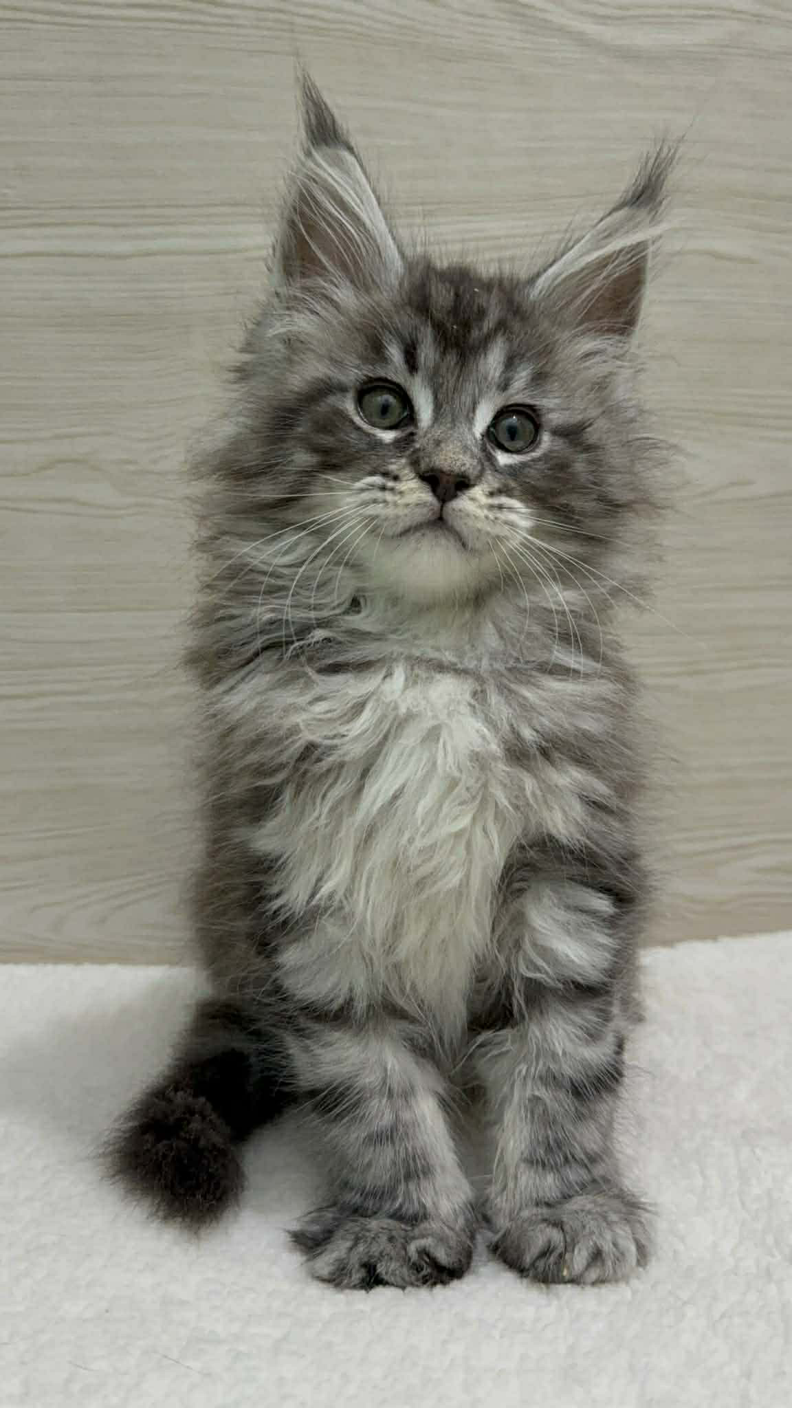 Orion- Male - Image 4