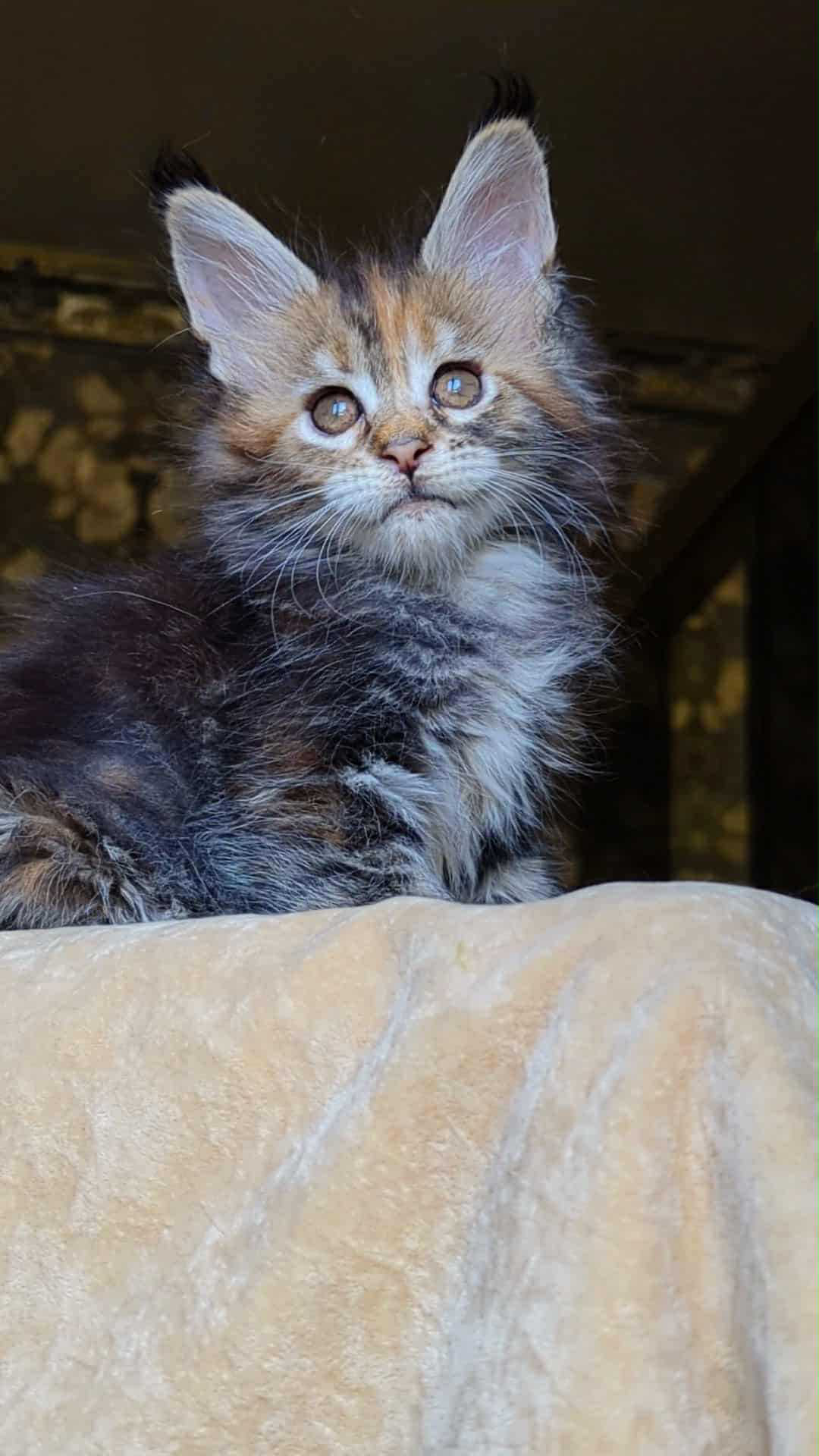 Red Fox-Female - Image 3