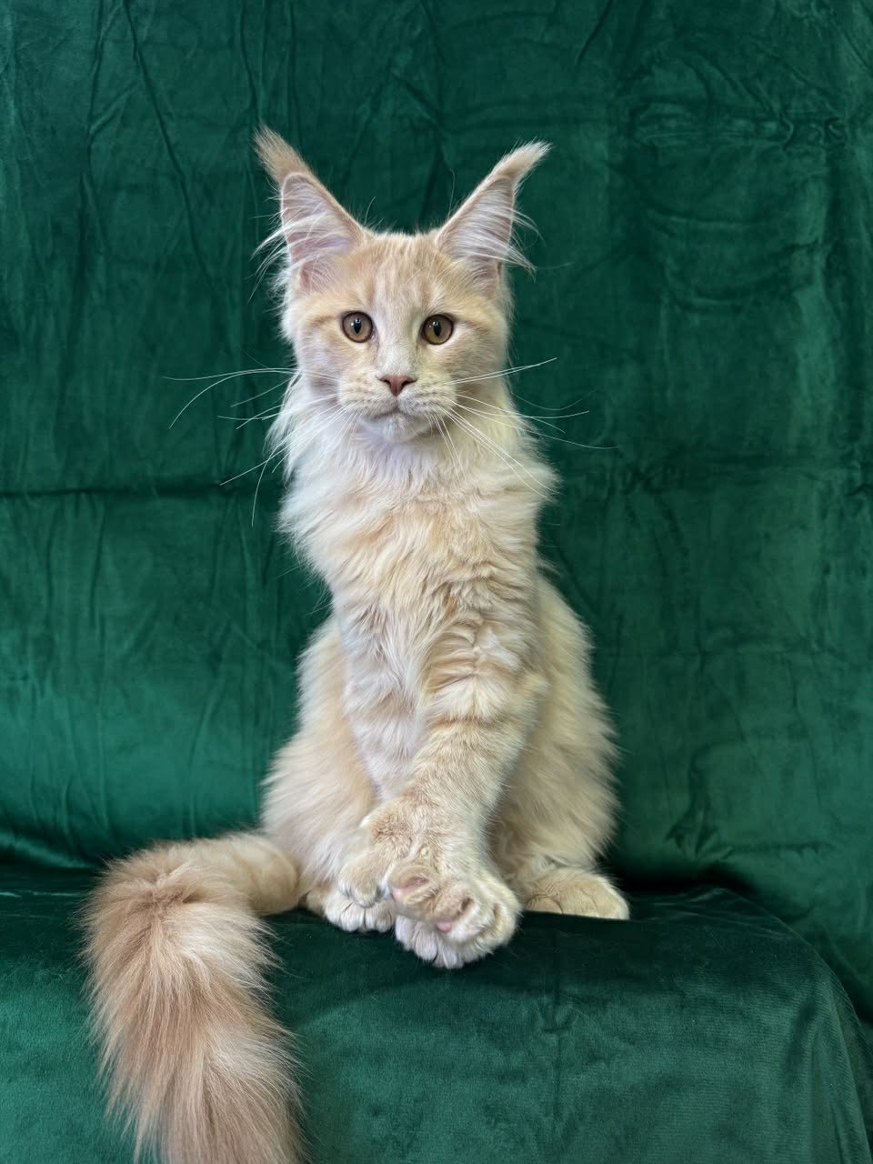 Orpheus-Male - Image 2