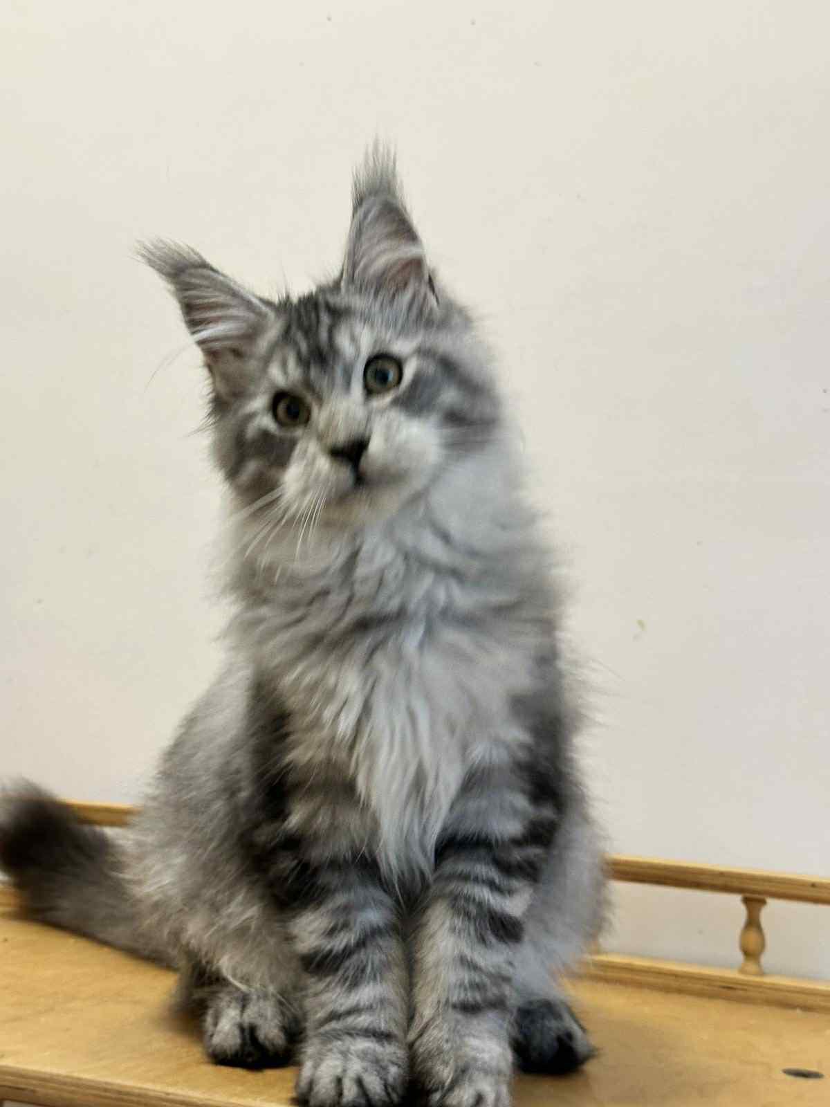 Monya-Male - Image 6