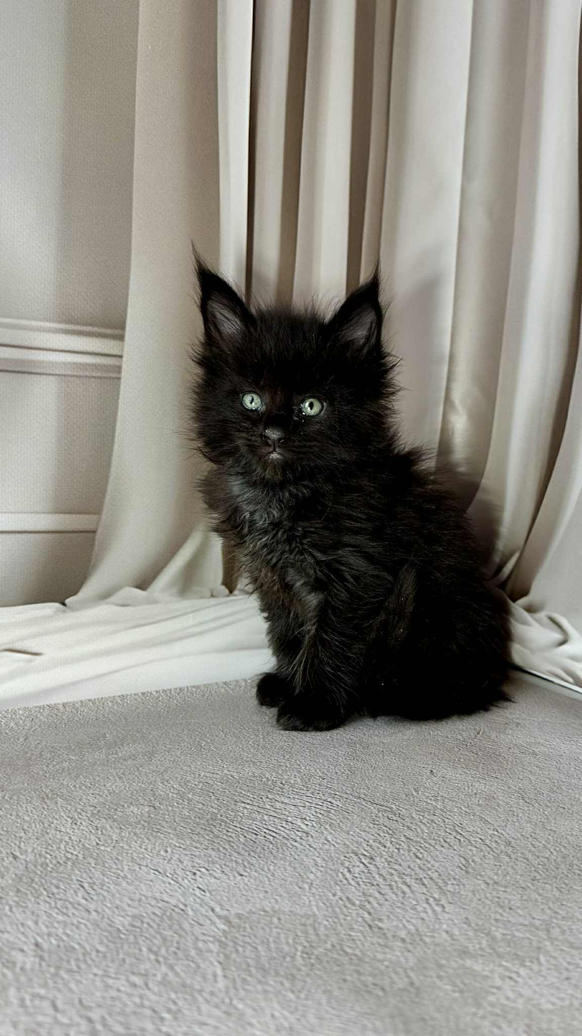 Gordon-Male - Image 9