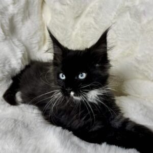 Gabby-Female