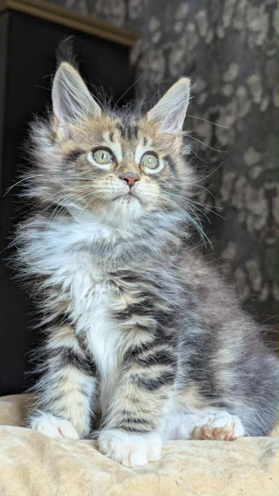 maine coon kittens for sale