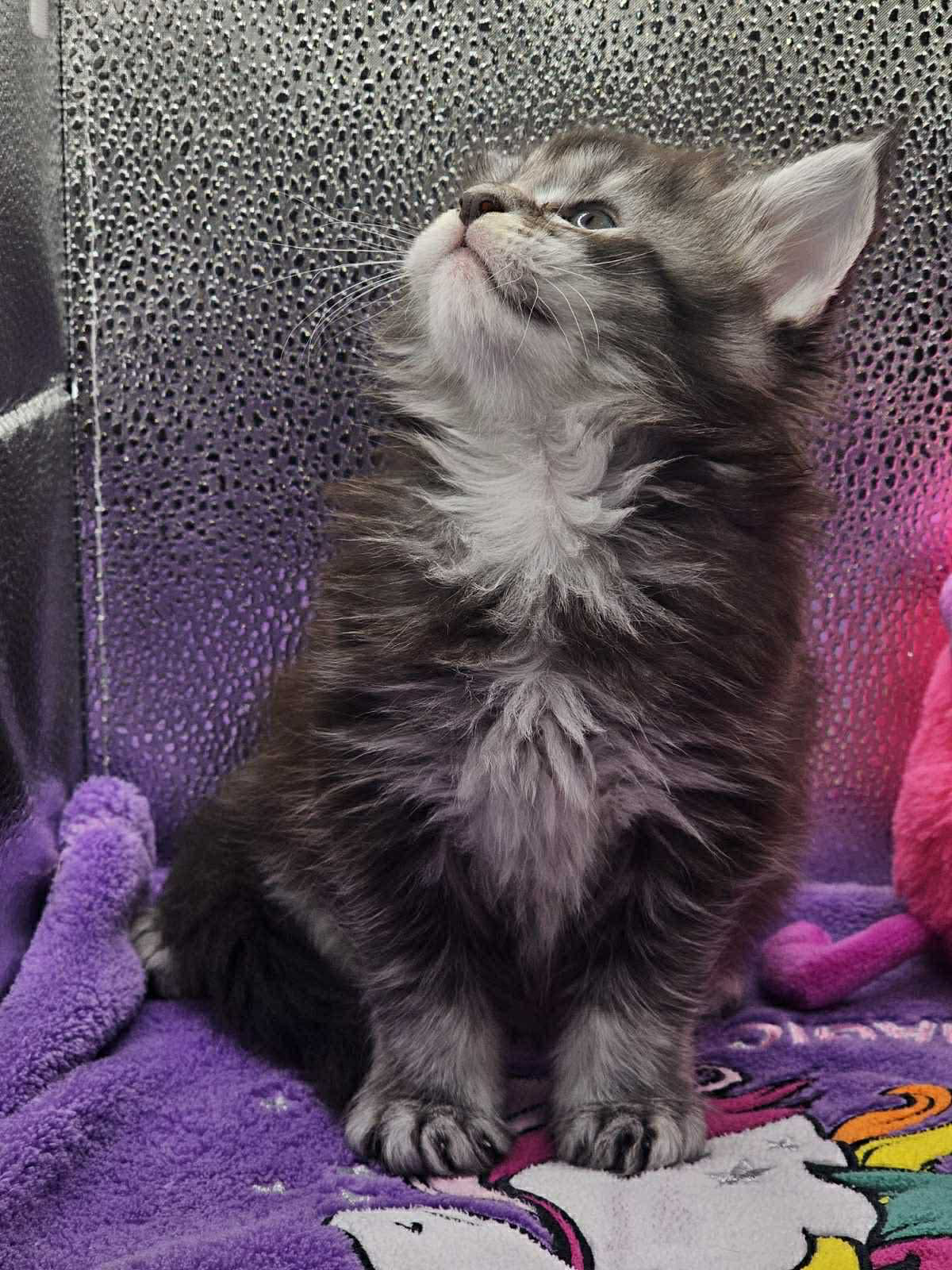 Jena-Female - Image 8