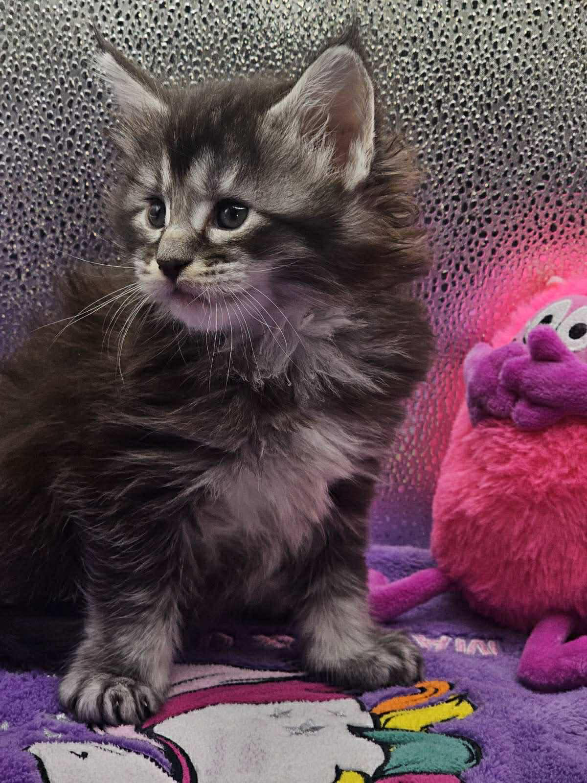 Jena-Female - Image 5