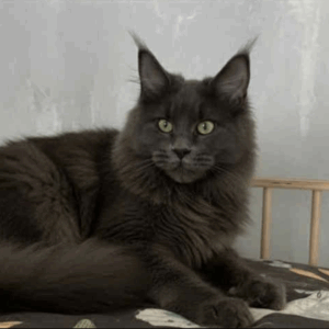 Diego-Male