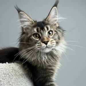 Dina-Female