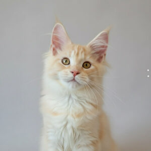 Orion-Male