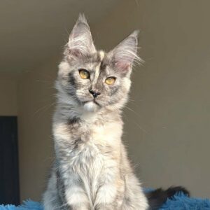 Roxanne-Female