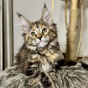 Helga-Female