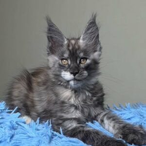 Smoky-Female