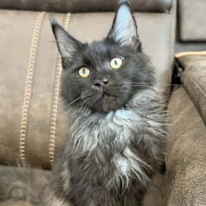 Cleo-Male