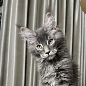 Hazy-Male