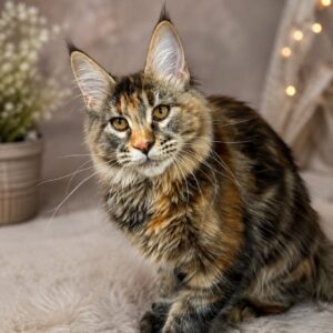 Torbie Maine Coon