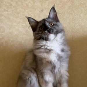 Black tortie smoke with white Maine Coon kitten