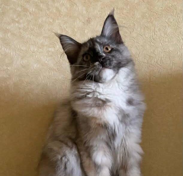 Black tortie smoke with white Maine Coon kitten